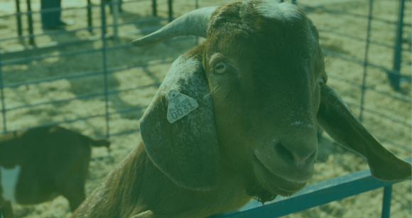Close up of goat with green layover