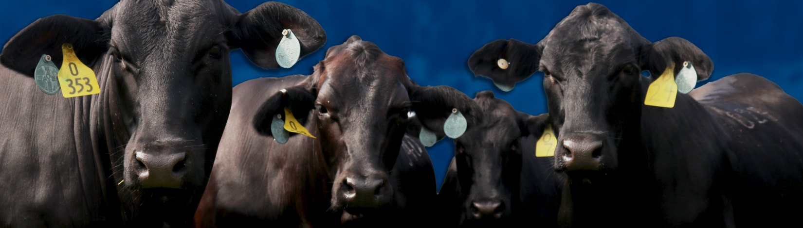 Several beef cows standing in a row in a pasture with blue background