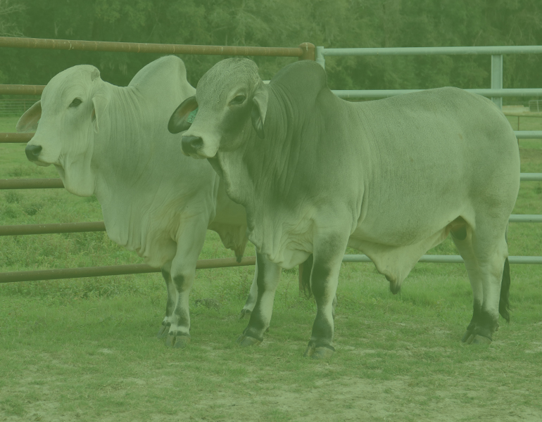 Two Brahman bulls standing together in a pen 
