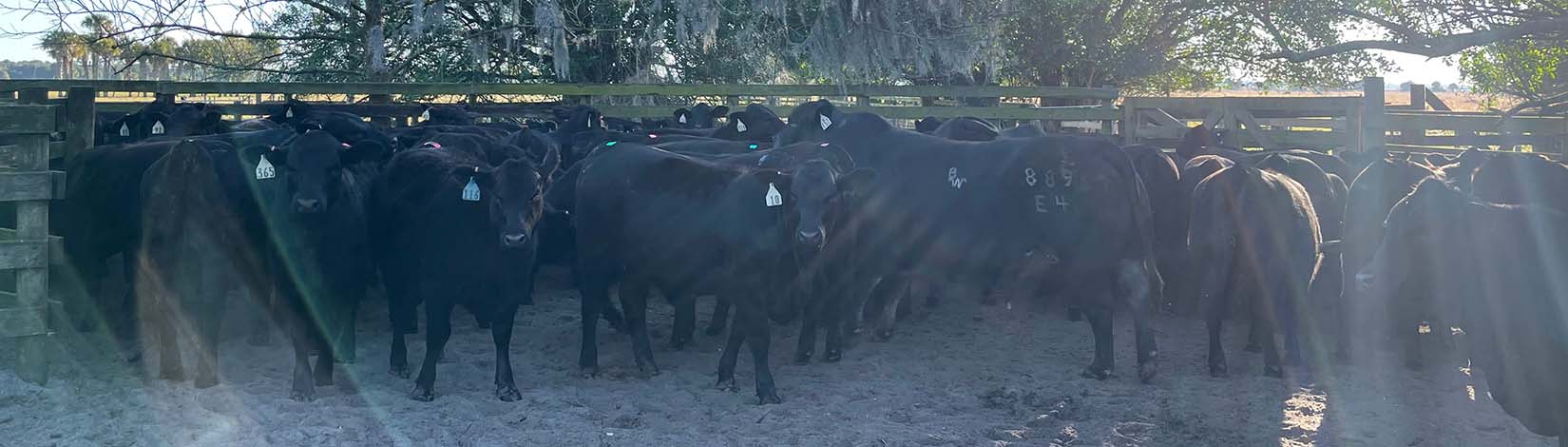 Black sunshine heifers