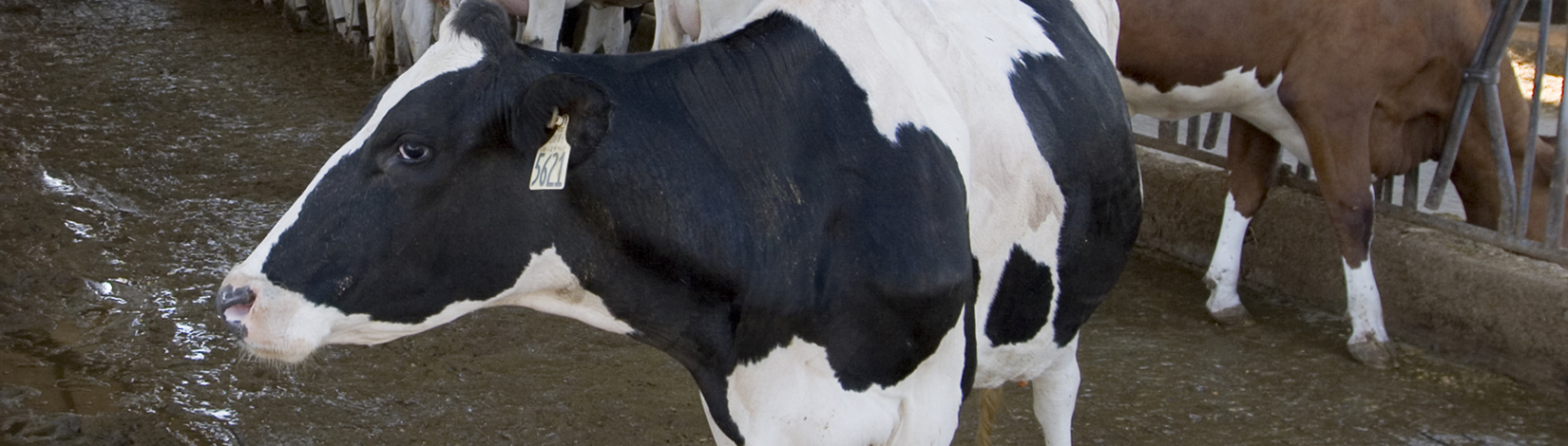 closeup side-view photo of black and white cow, with brown cow in background