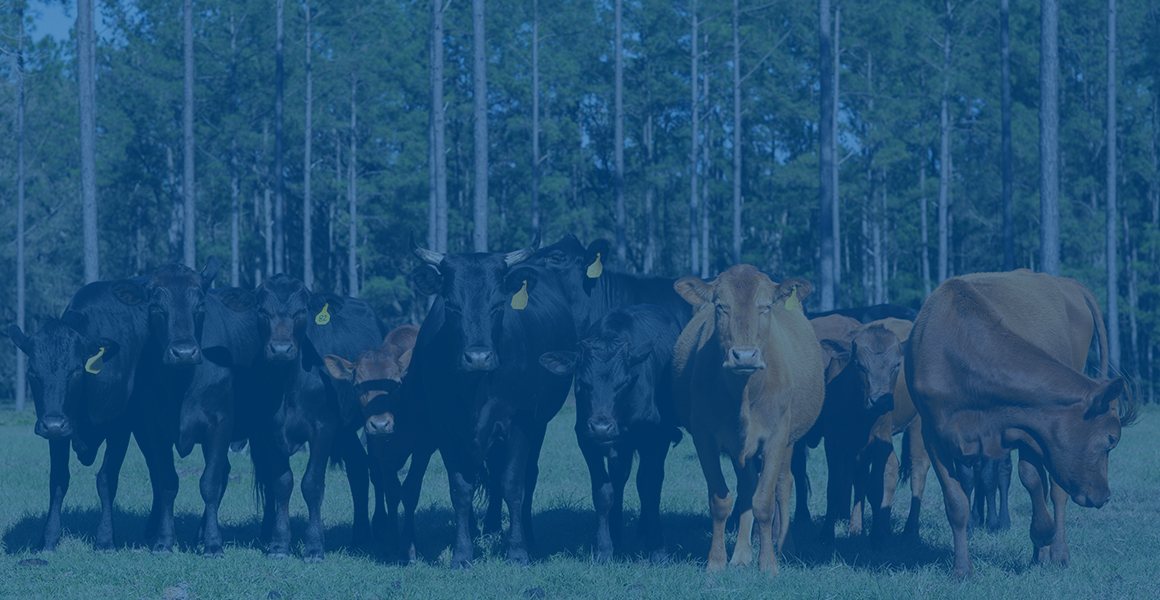 Several beef cattle lined up in a pasture
