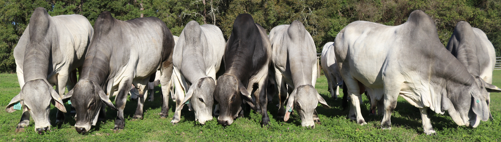 Seven Brahman Bulls with heads down grazing side by side