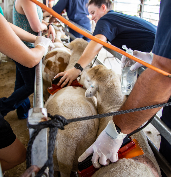 Ultrasounding Sheep