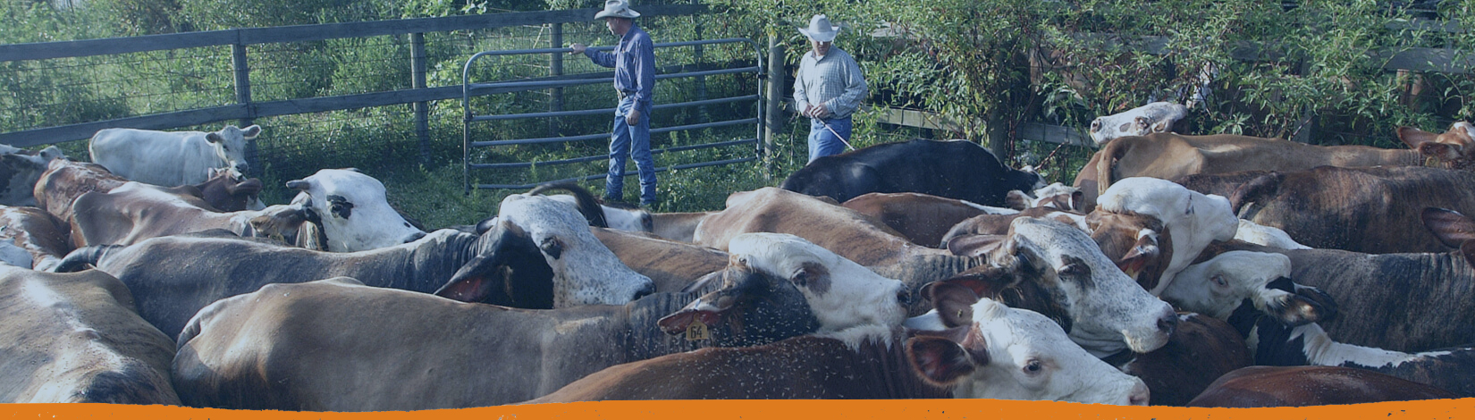 Herding Cattle- beef extension banner