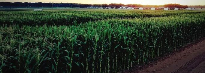 Dark green corn field at dusk