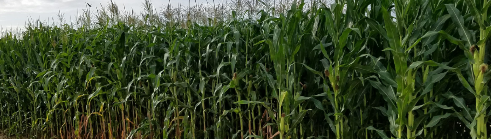corn plants