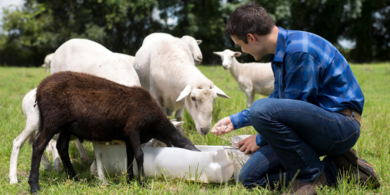 man feeding sheep