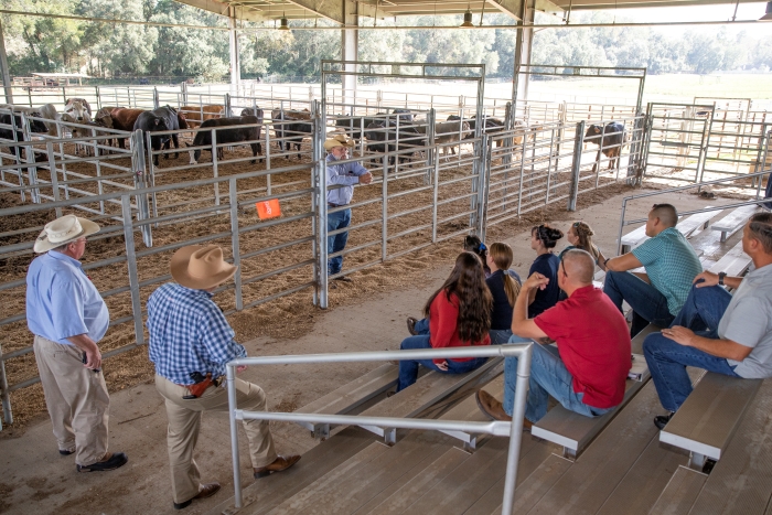 People in bleachers listening to instructor up front with cows in pens in background