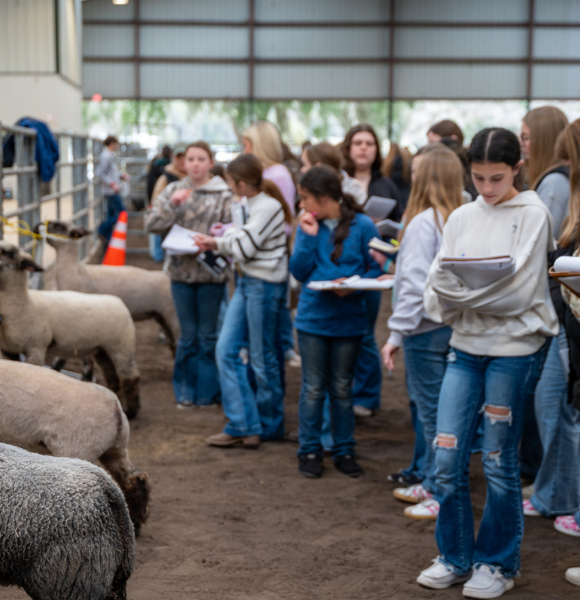 Students with pads of paper judging lambs