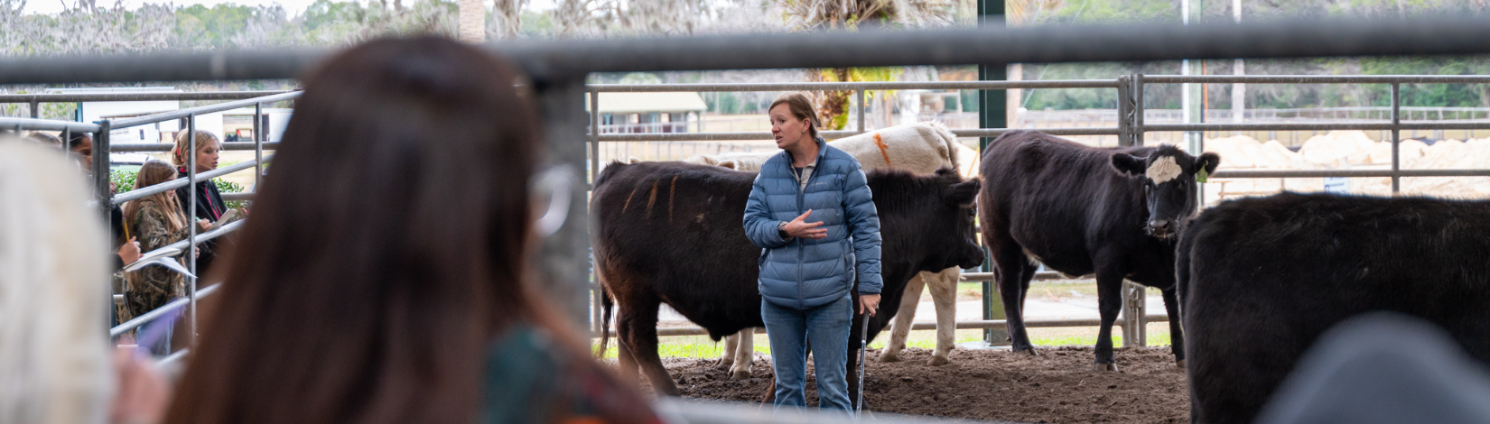 Woman standing in front of cows talking to kids