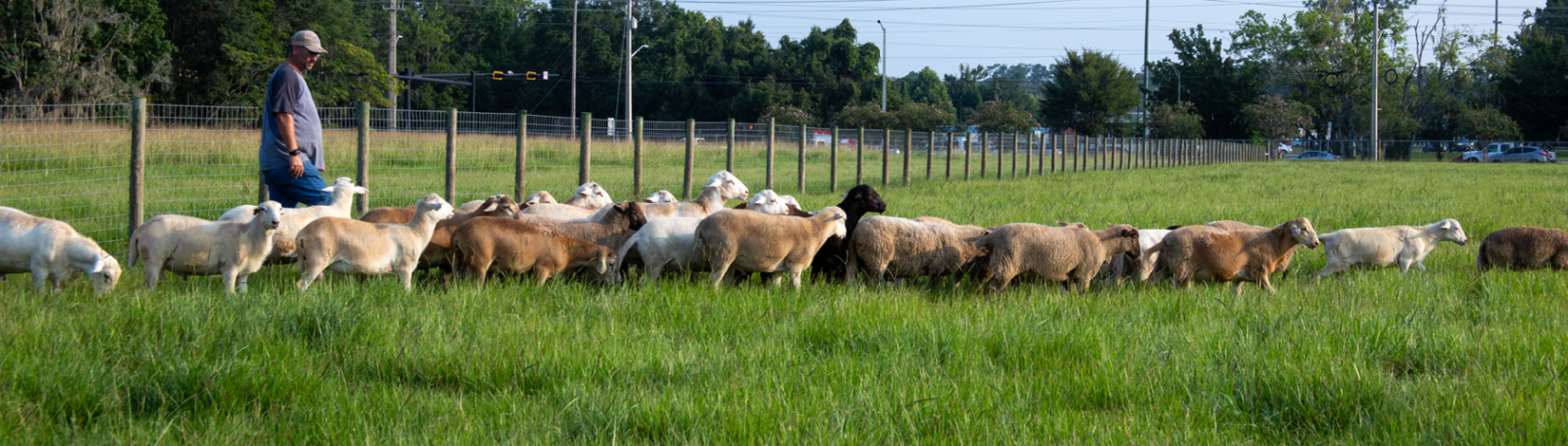 Man herding flock of sheep in green pasture