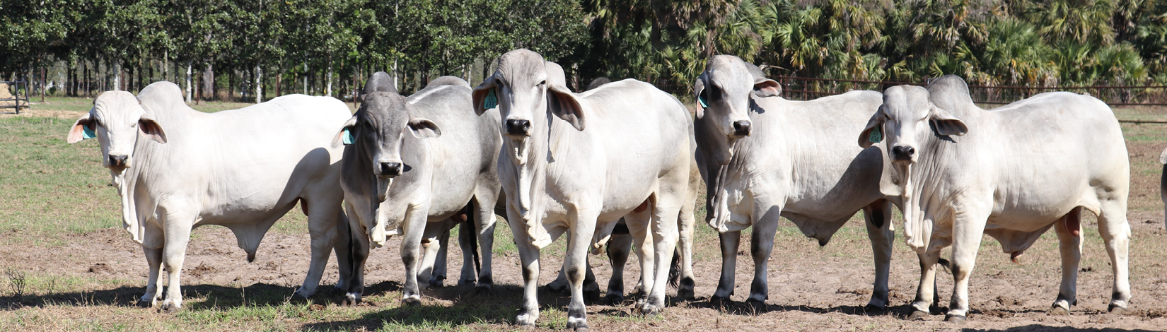 Beef unit - Gainesvill - sandhill cranes and beef cattle