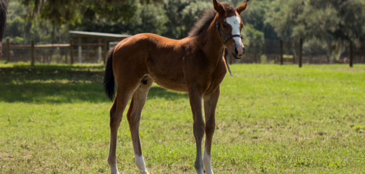 close up of baby horse