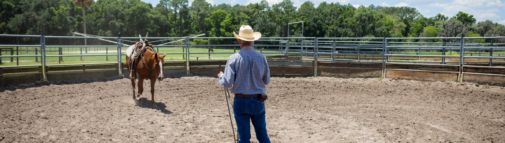 Professor lungeing a horse in an outdoor round pen