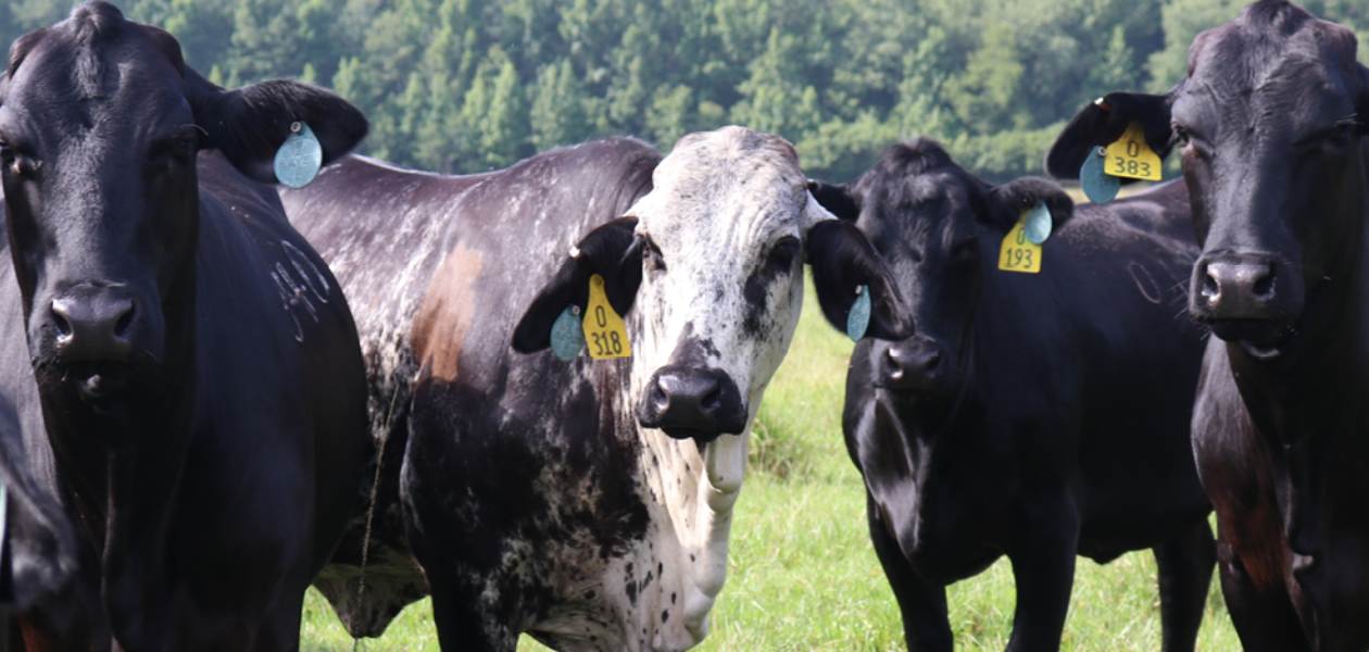 Close up of multiple black cows.