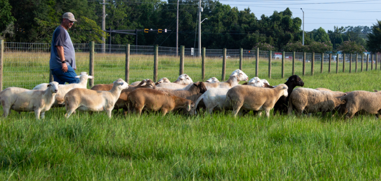 Sheep walking through the pasture in a line