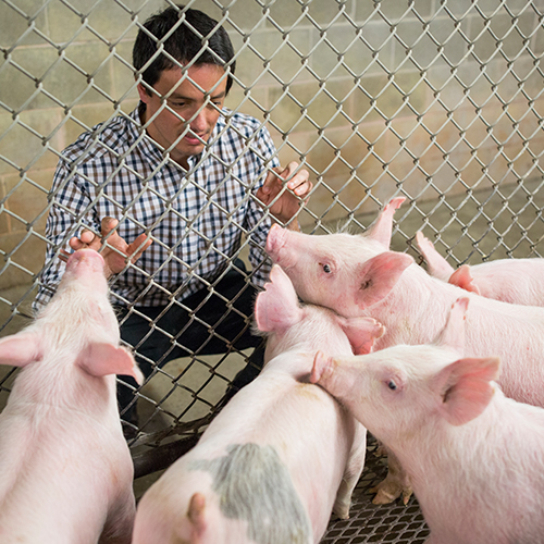 Francisco Penagaricano examining swine in a holding pin