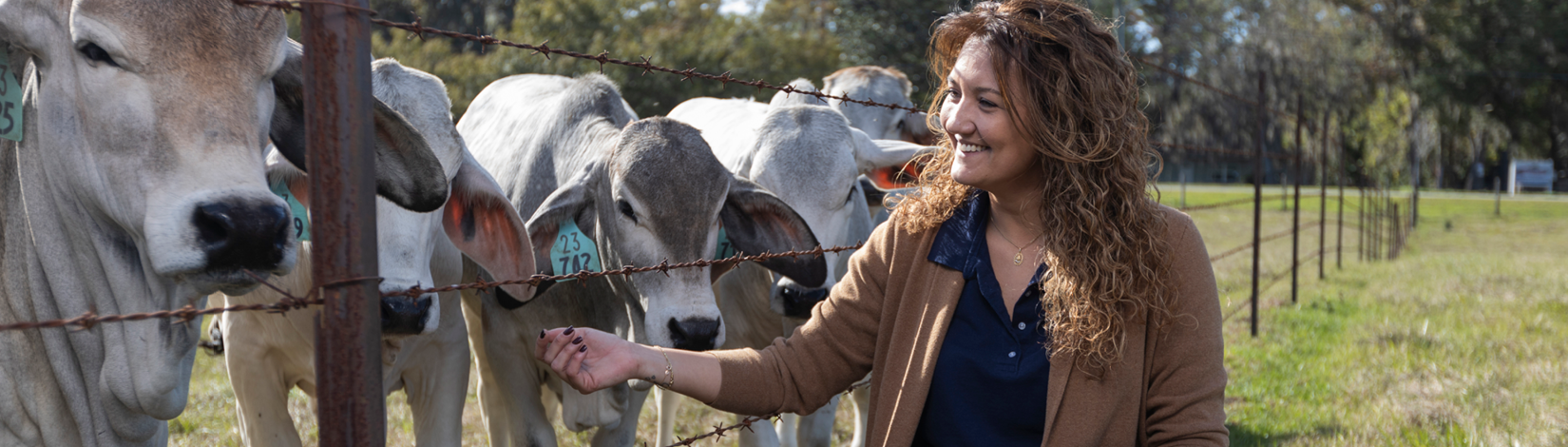 Dr. Fernanda Rezende petting brahman cattle through fence