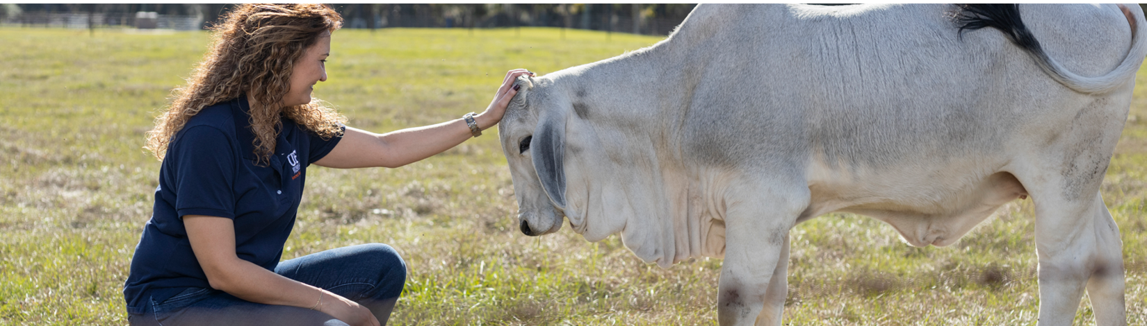 Dr. Fernanda Rezende petting brahman cow