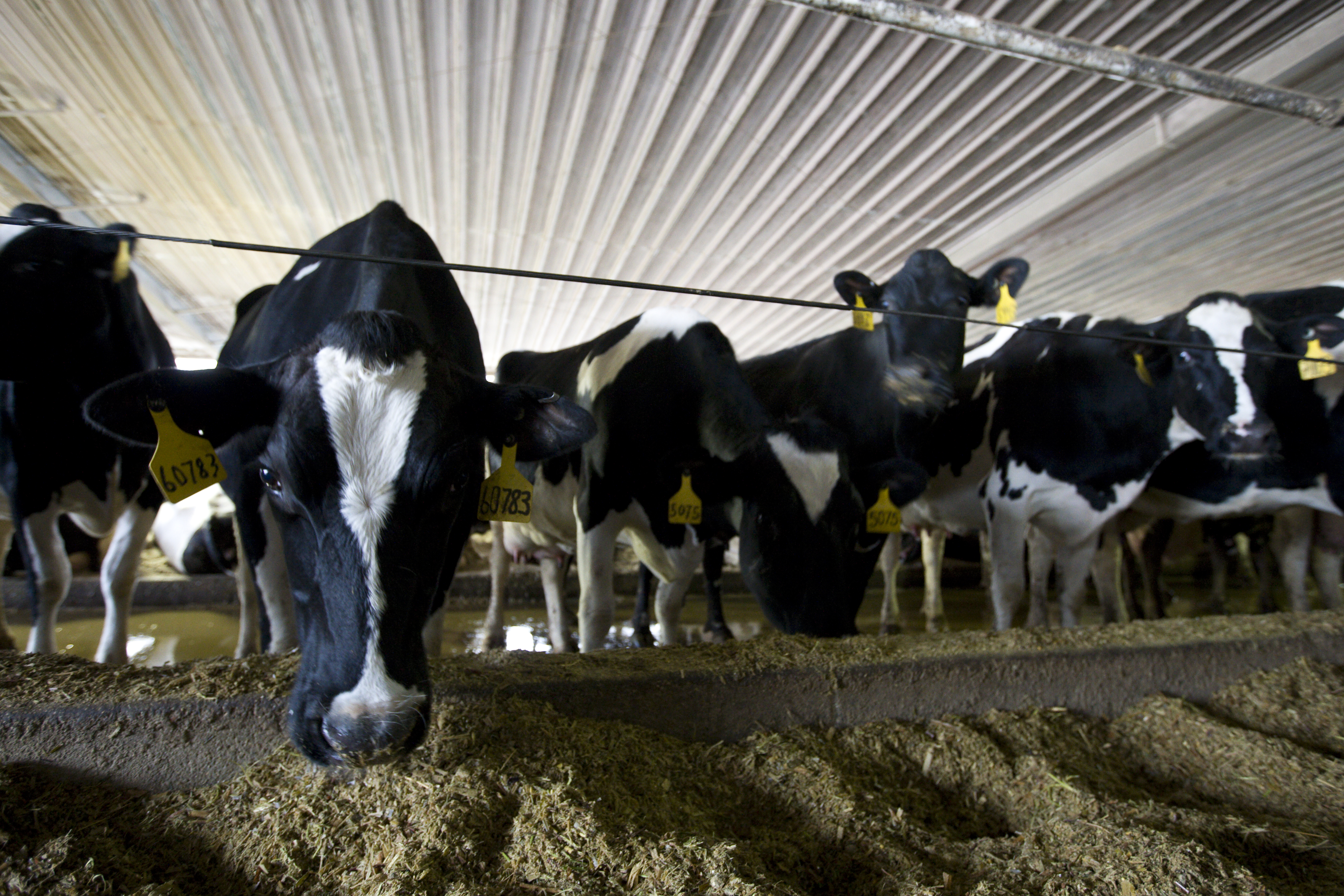 Dairy cows eating in barn