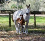 mare and foal