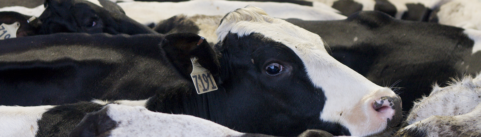 closeup photo of black and white dairy cow