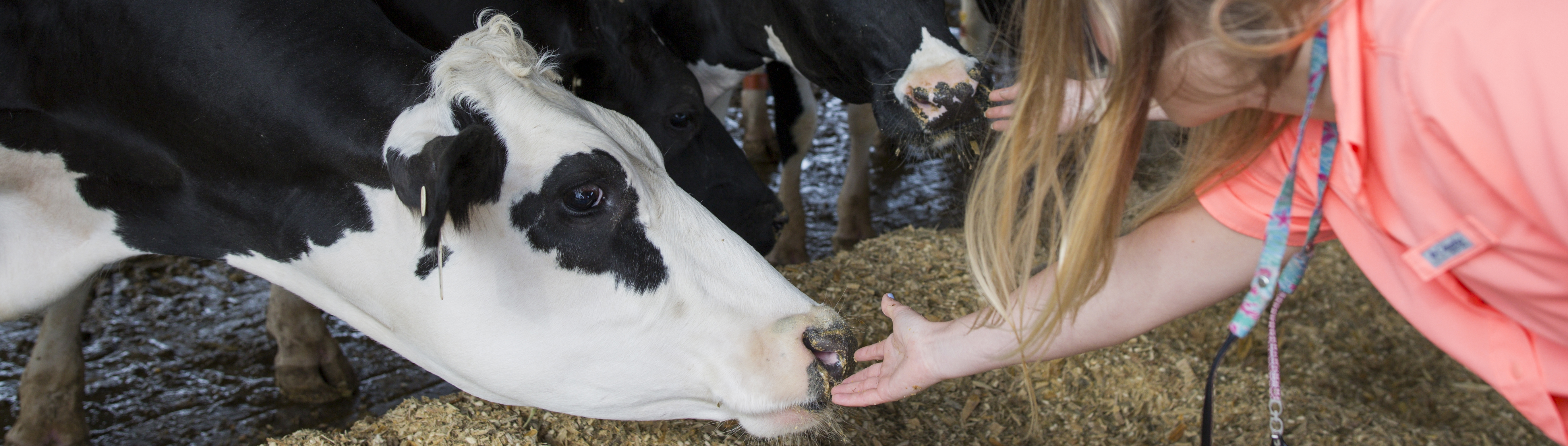 photo of young blonde girl reaching out and touching a black and white dairy cow's nose