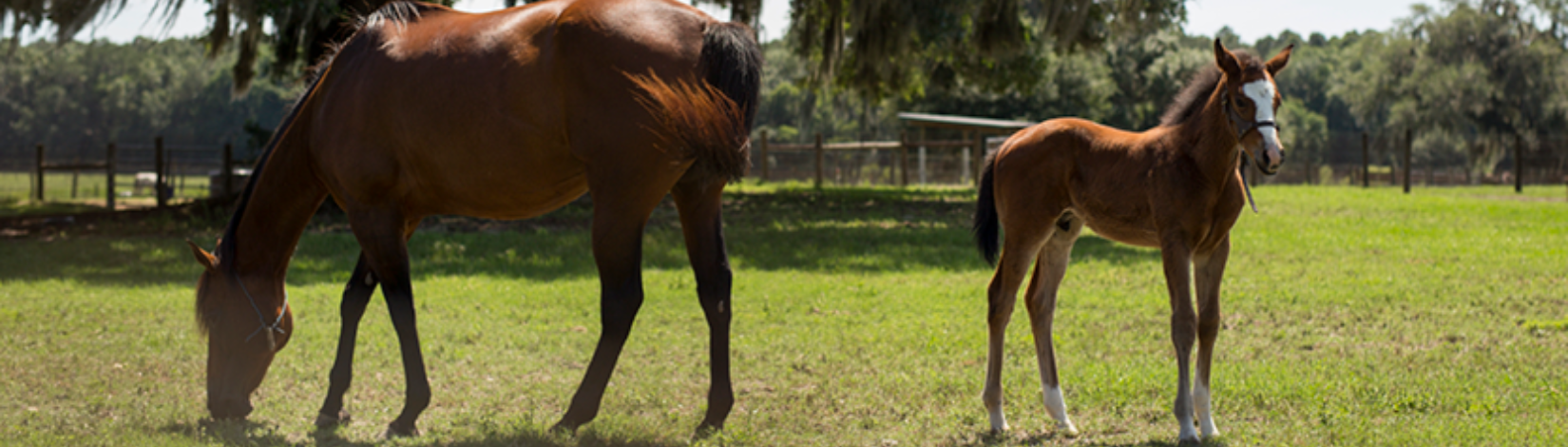 Brown horse grazing with her brown foal grazing beside her