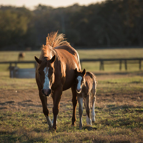 mare and foal in a field at the ESC