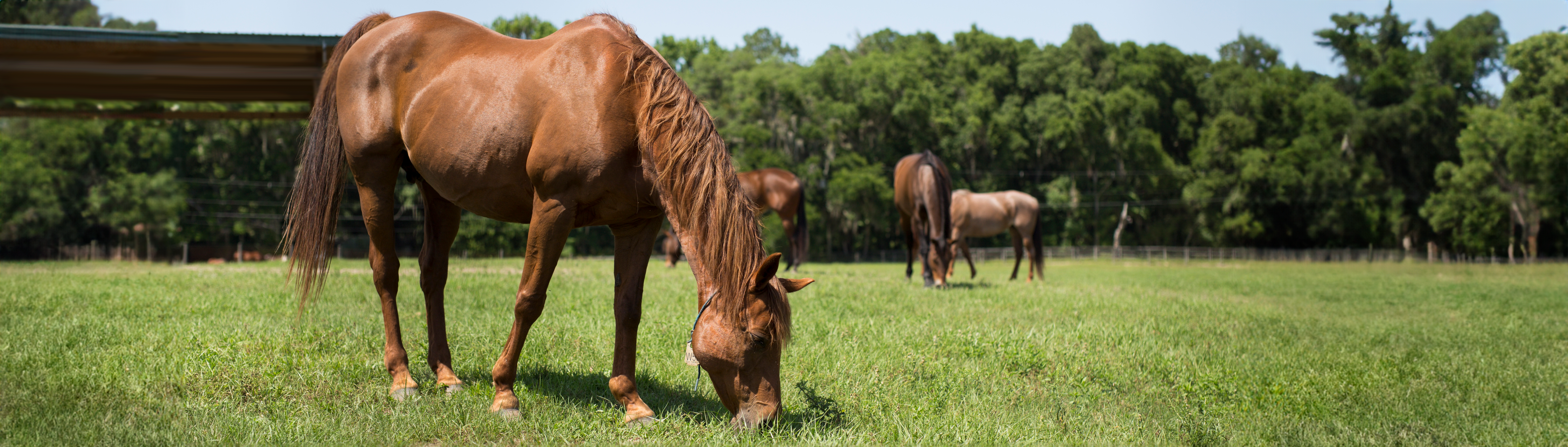 Brown horse grazing