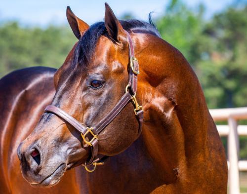 Side profile of brown stallion