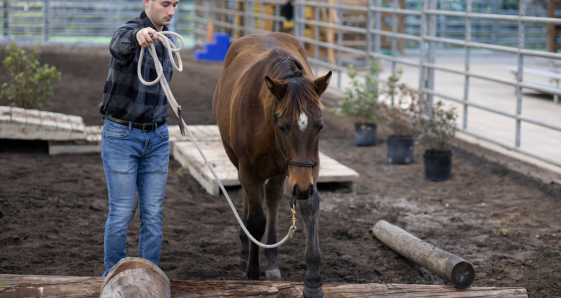 Girl Leading a horse