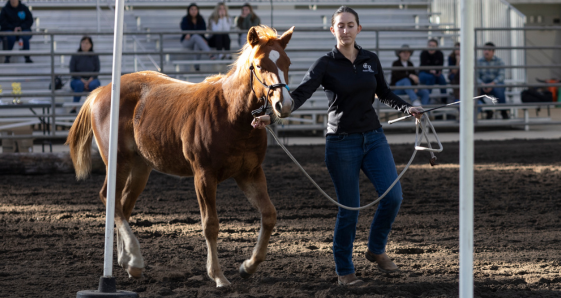 Girl leading horse