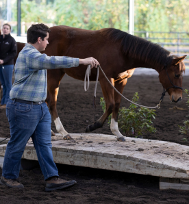 Boy leading a horse