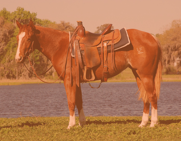 Two year old horse wearing saddle and bridle posed for a photo in front of a lake