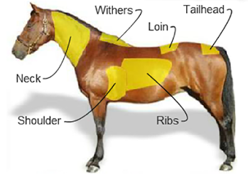 horse body condition score graphic