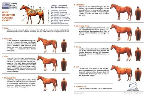Horse Body Condition Score chart