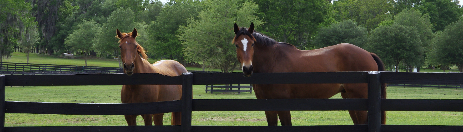 2 horses at fence