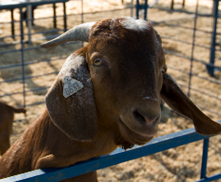 Close up of brown goat