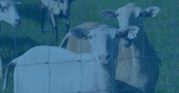 Small Ruminants - Sheep and Goats - University of Florida, Institute of  Food and Agricultural Sciences - UF/IFAS