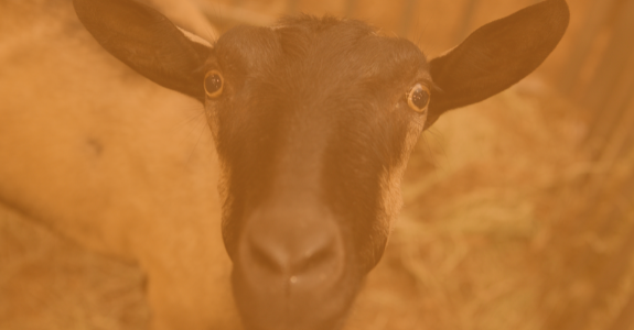 Small Ruminants - Sheep and Goats - University of Florida, Institute of  Food and Agricultural Sciences - UF/IFAS