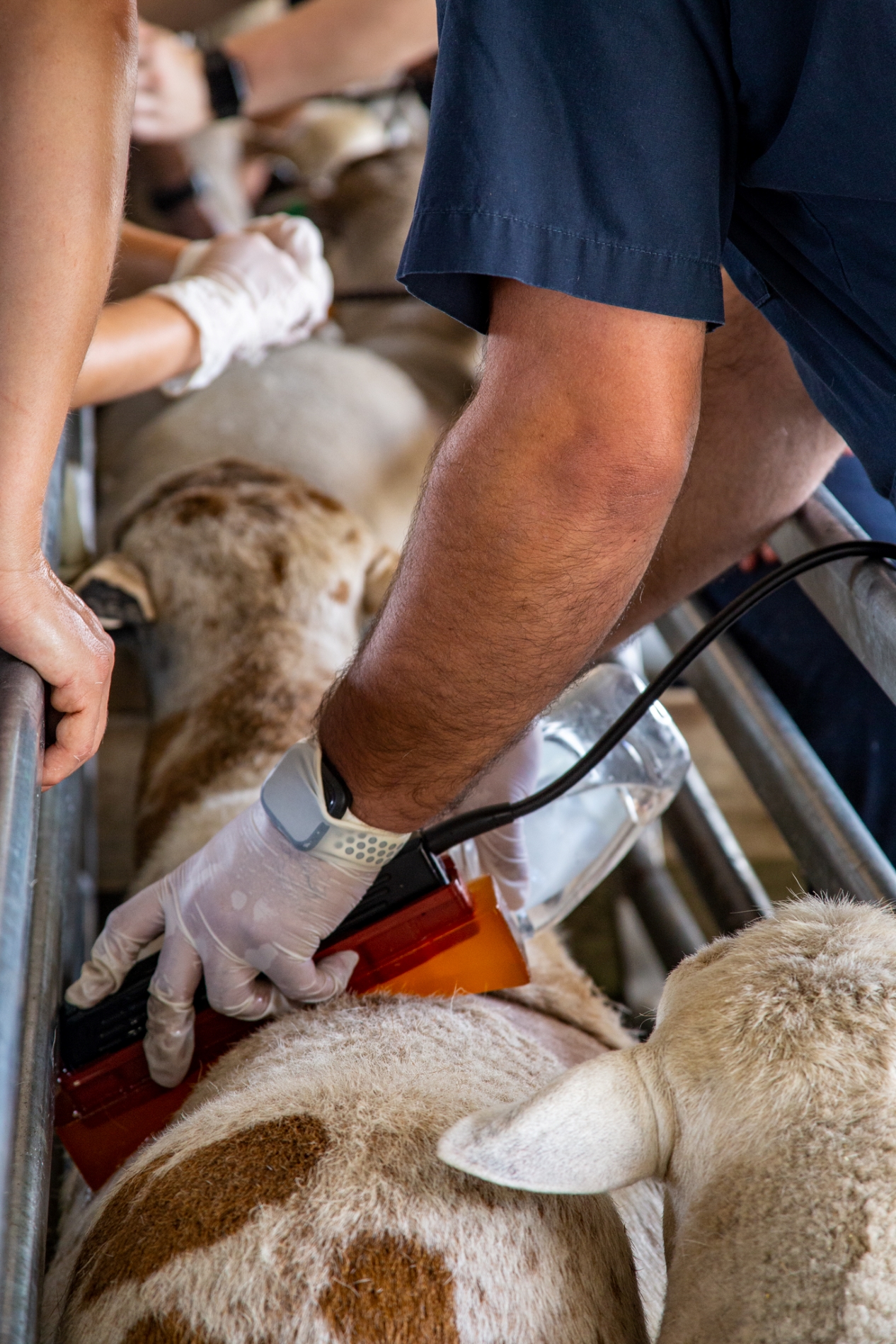 Ultrasounding a Sheep 