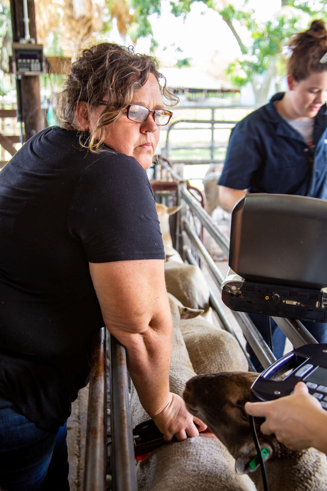 Amy Perryman ultrasounding a sheep