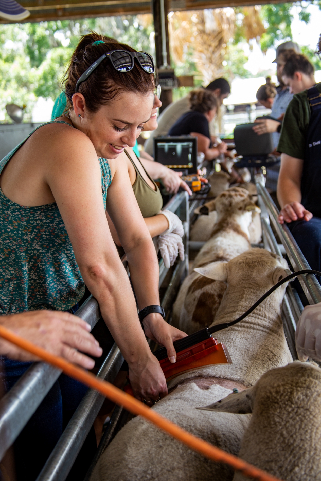 Woman ultrasounding a sheep